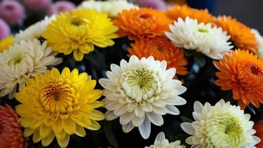 Crisântemos em várias cores