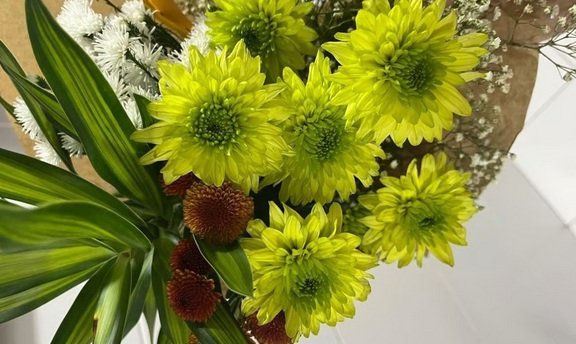 Crisântemos em tons rosados