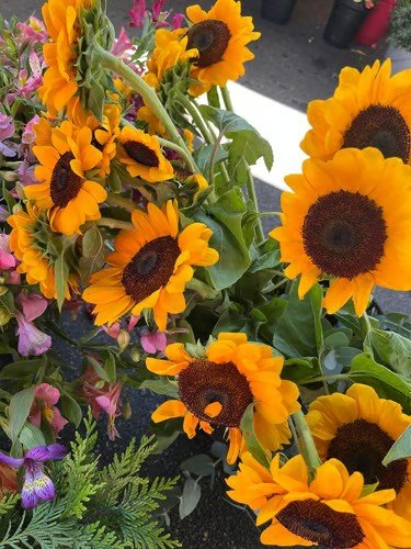 Composição com girassóis