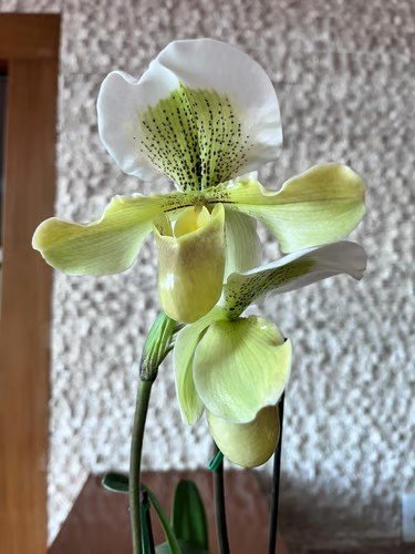 Orquídea verde decorativa